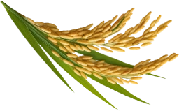 خوشه برنج